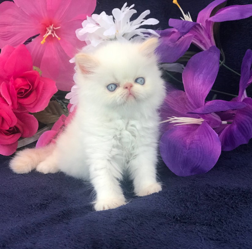 50851E0D-9271-4045-B62D-67C400785427