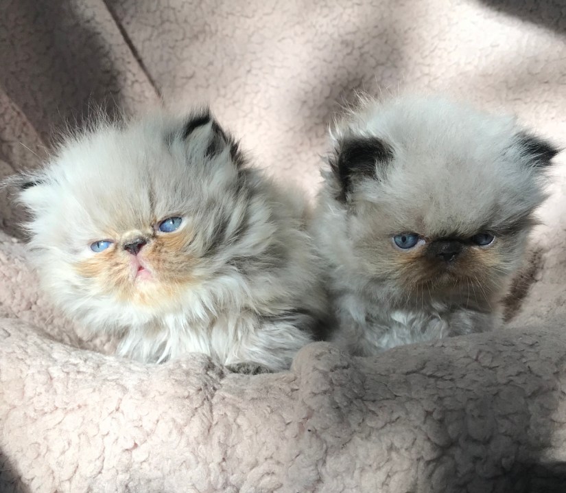 C7C35F8D-E8ED-40DF-9589-87973FE2F3A6