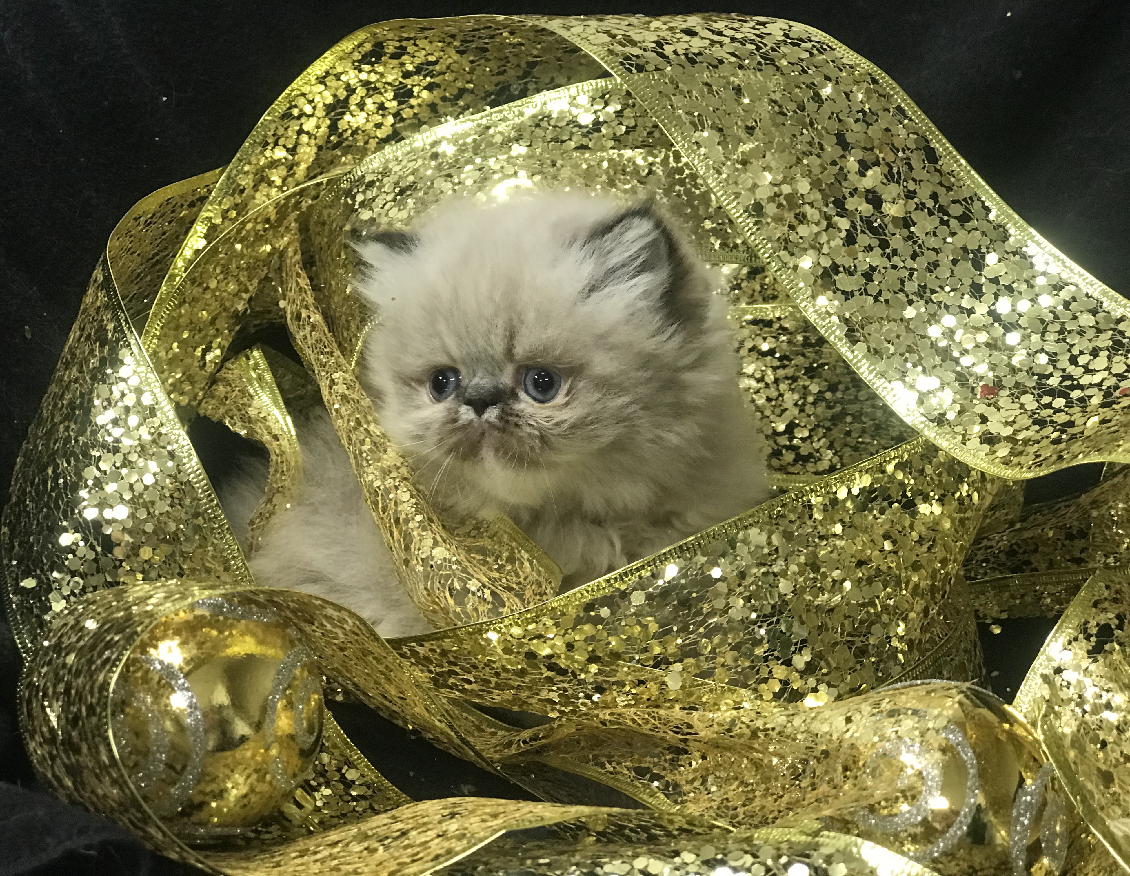 1C48B6CD-50D7-4425-956F-30B06F4990C7