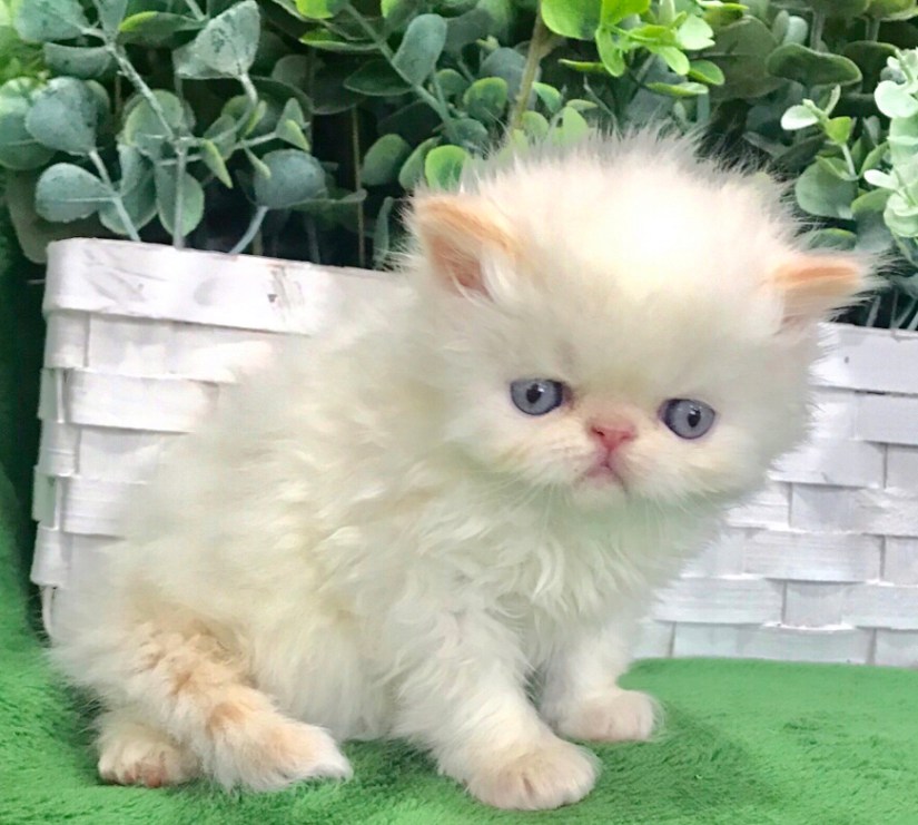 5F1EEF00-FC68-487D-B9B4-974556265875