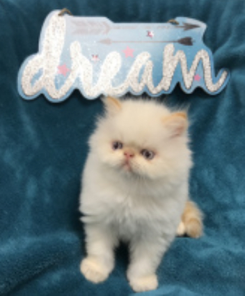 1D249C33-B0DD-4DB8-8A7F-BD10C84978FC