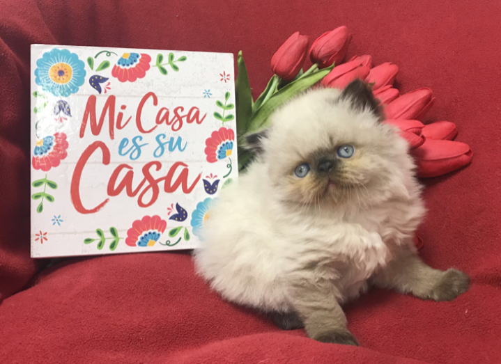 71045726-EF69-4B5C-873E-EBF6D64526E2