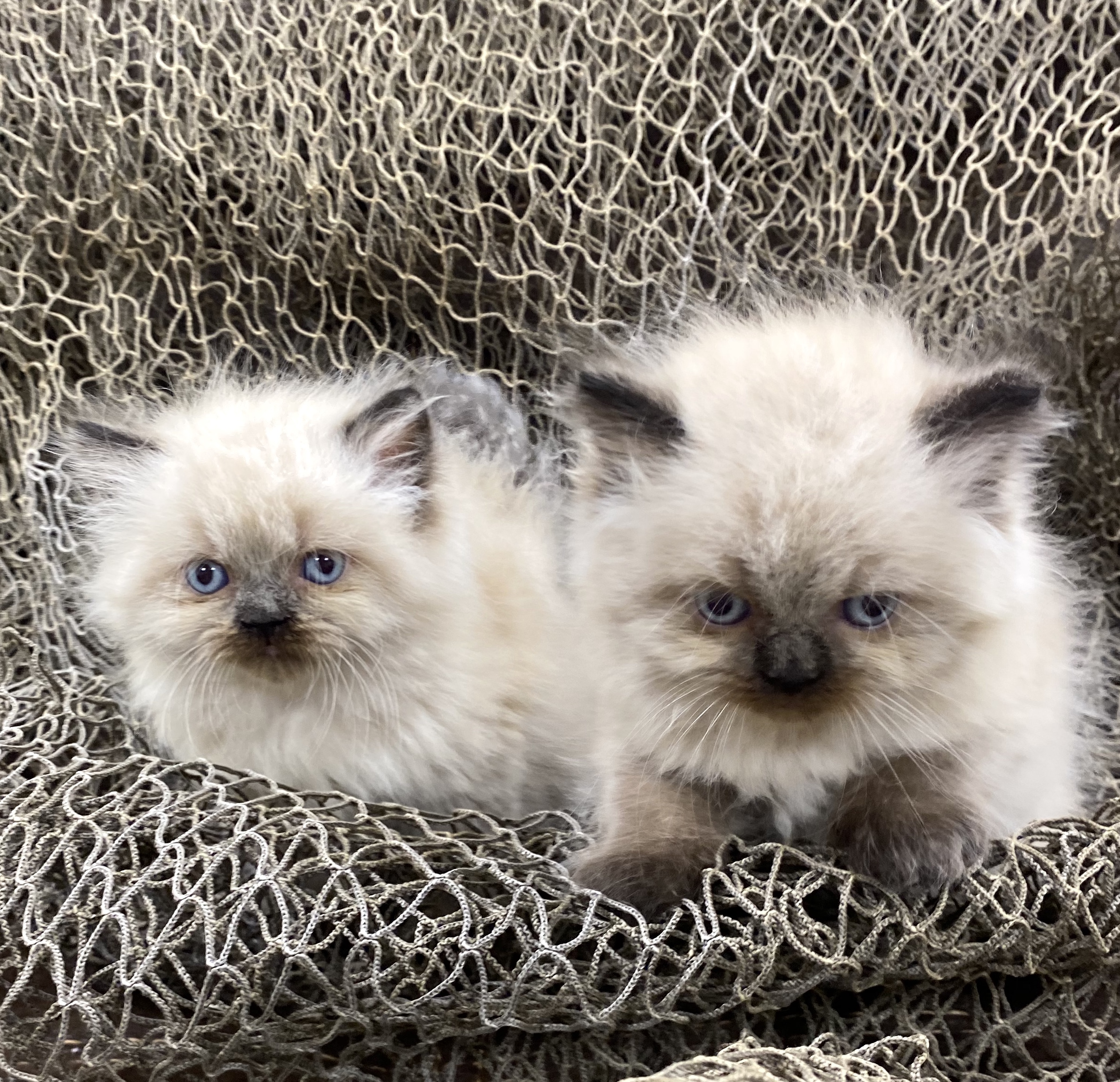 CC94496A-80EC-4D84-8494-2F3A8A82ACD5