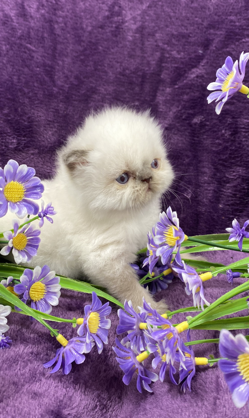 D1940FC5-F466-470D-946C-B61E15DF5D7B