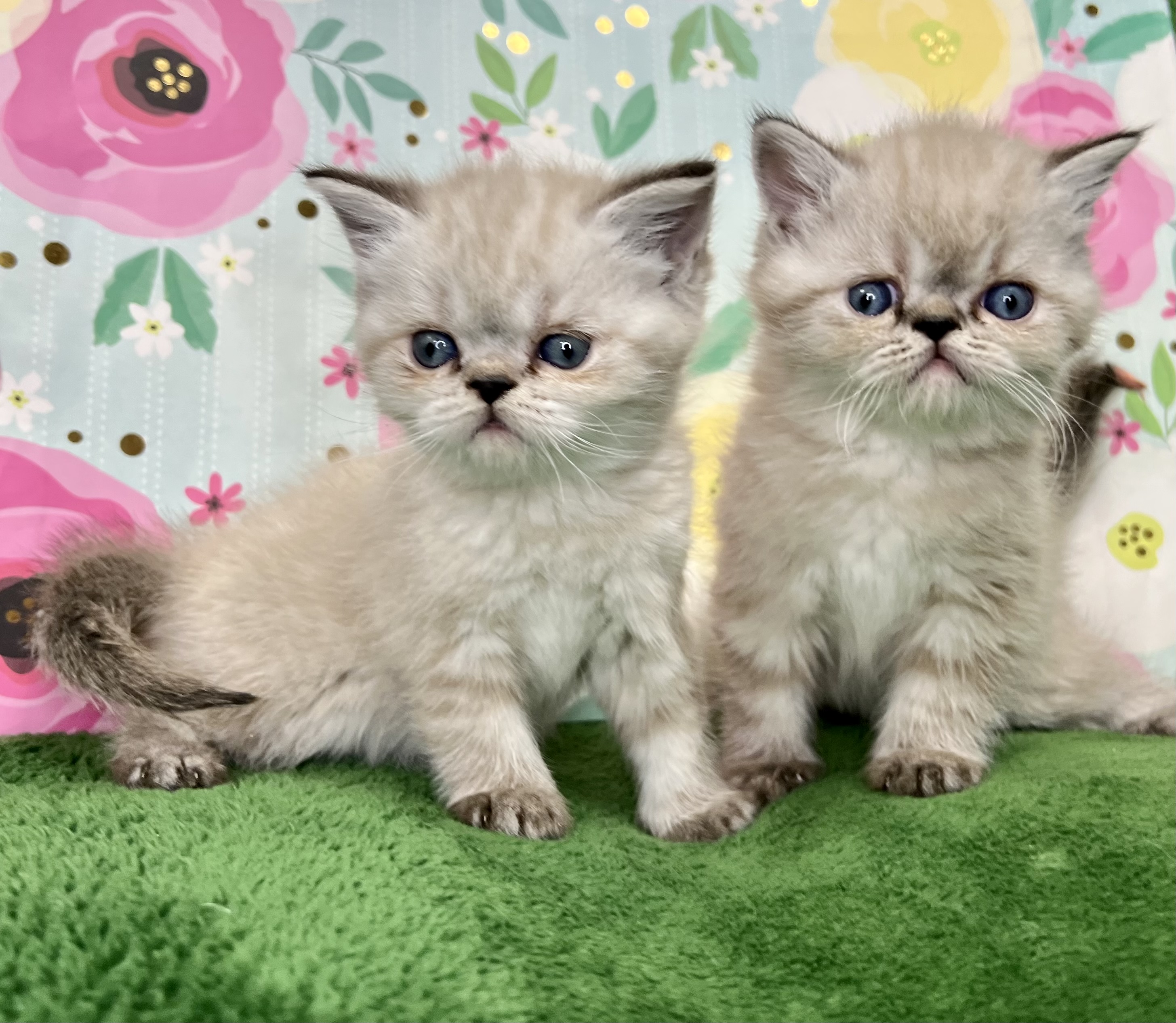 09C028C9-848A-4BD5-BDA7-43528425D990