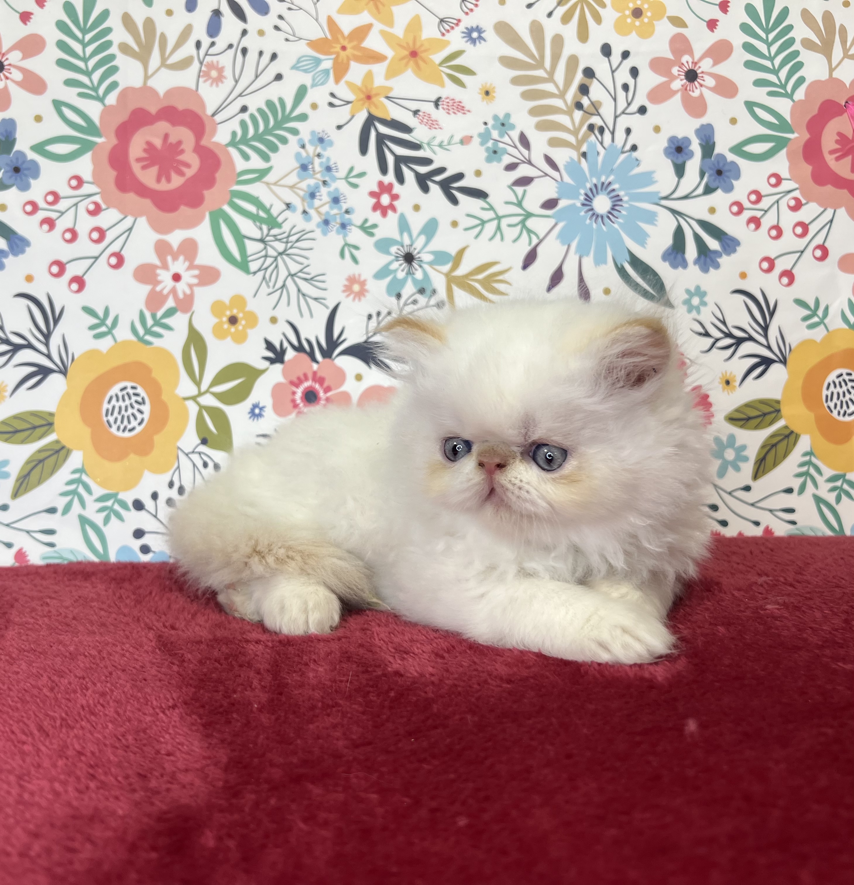 9FC82366-63E3-44E9-8964-80D996FAEDF7